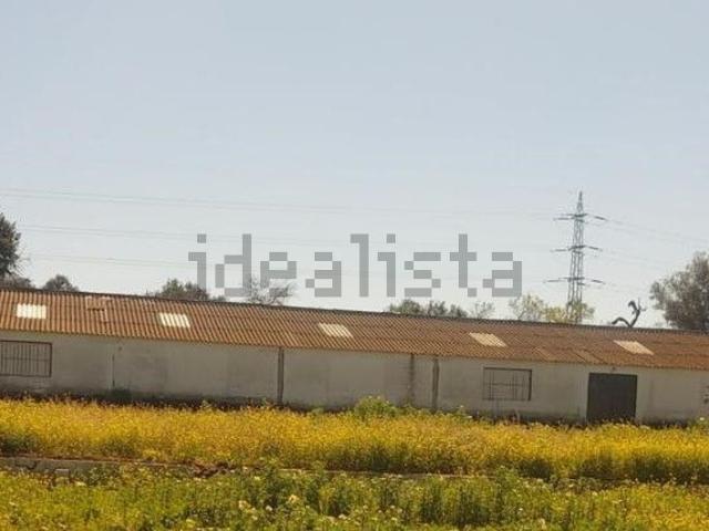 Local, Coria del Río