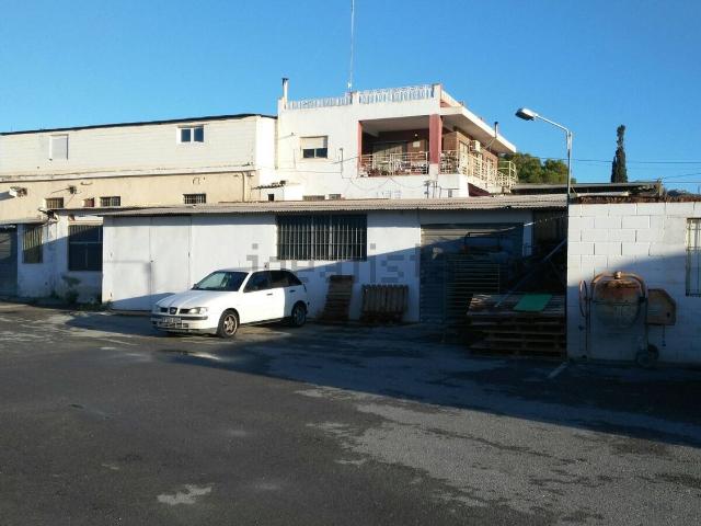 Local, Elche / Elx