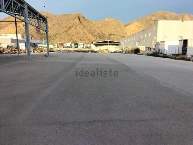 Local, Orihuela
