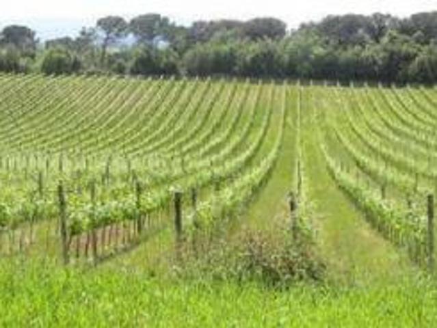 Locale comm.le/Fondo in vendita a Montalcino 1300 mq Rif: 1418667
