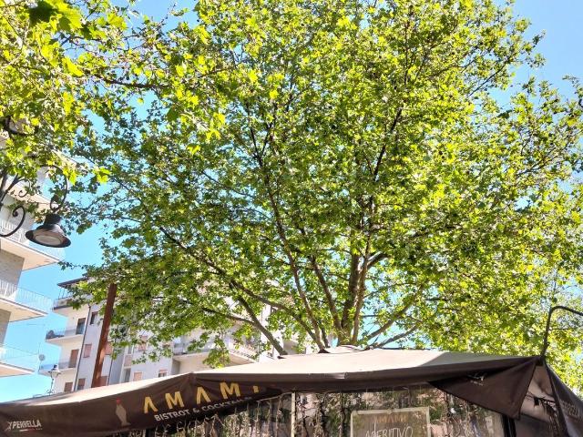 Locale in affitto di 169 m² in Viale Italia