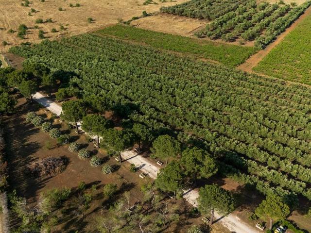 Locale in vendita di 450 m² in Strada Road Provinciale per Borraco