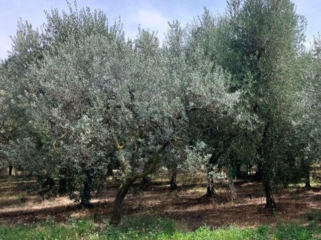 Locale in vendita di 32 m² in Strada Regionale 206