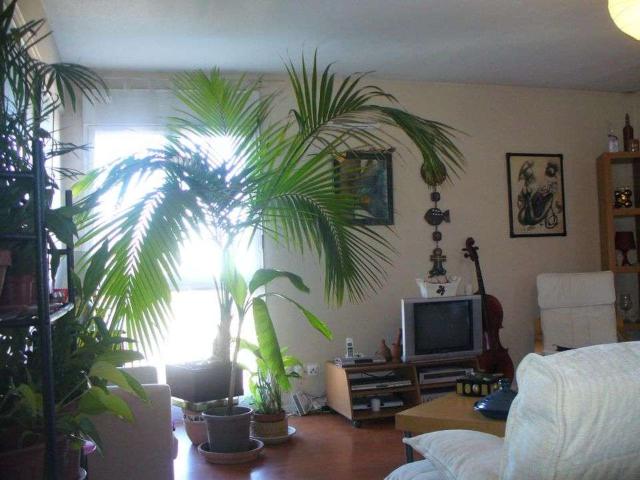 Location appartement 1 pièce Toulouse 31