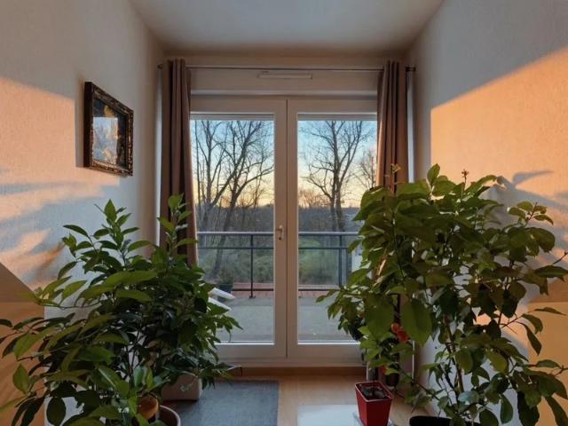 Location Appartement Chemin d'exploitation, Lupstein