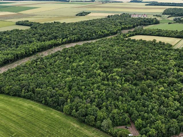 LOIRET 45 MASSIF FORESTIER DE 59 HECTARES AVEC POTENTIEL CYNÉGÉTIQUE