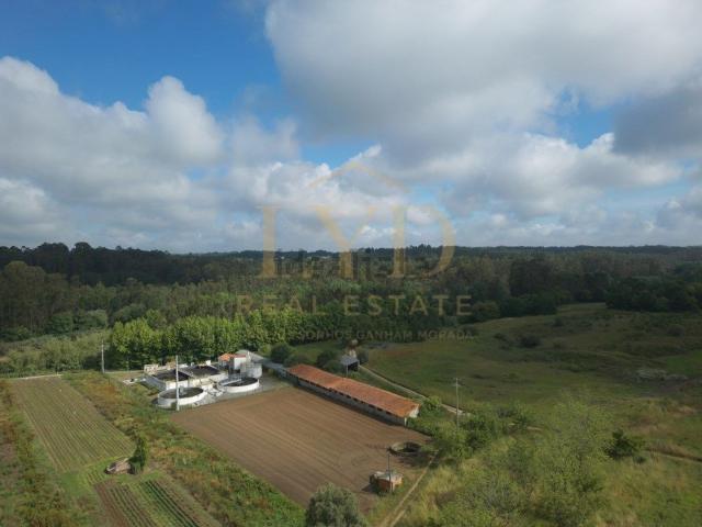 Loja, Amoreira da Gândara Paredes do Bairro Ancas