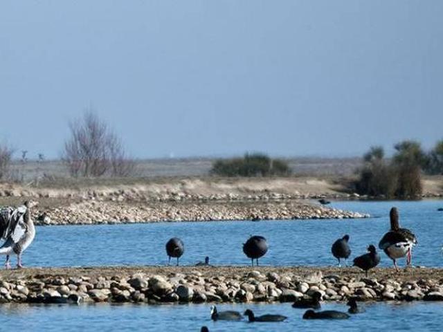 Los Chariles Manganeses De La Lampreana Zamora