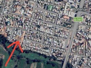 LOS PEUMOS CON LAS PATAGUAS BOLLENAR