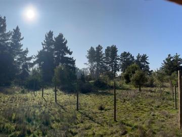 Los pinos