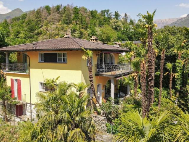 Losone Oasi di palme in Ticino / Ein Palmenparadies im Tessin