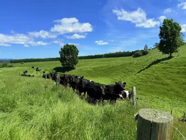 Lot 6 1409 Rangiuru Road, Te Puke, Western Bay Of Plenty