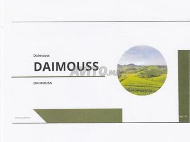Lot de 5 parcelles agricoles daimouss tanger