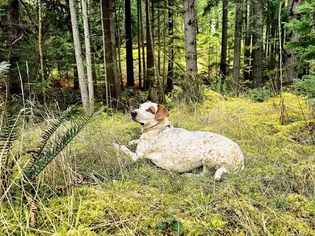 Lot for sale in Bowen Island, Bowen Island, 2070 Cape Drive, 2.
