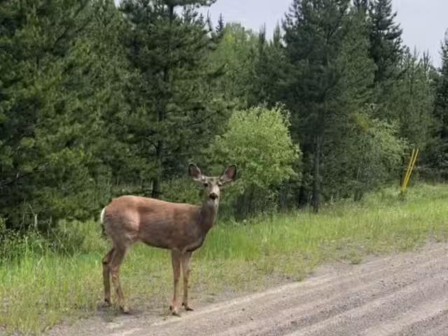 Lot for sale in Lone Butte, 100 Mile House, LOT 1 5916 Little.
