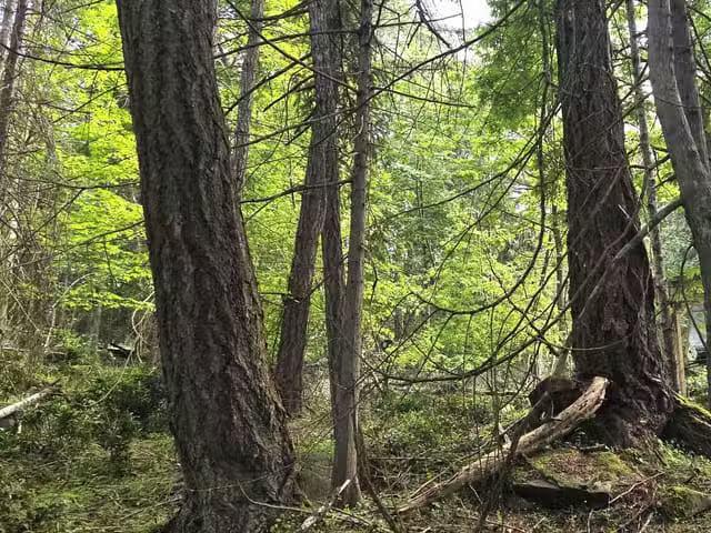 Lot for sale in Mayne Island, Islands Van. & Gulf, 242 Mariner.