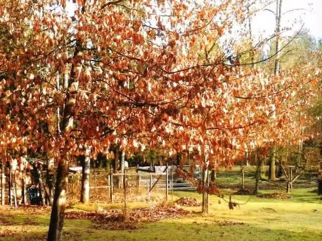 Lot for sale in Mission, Mission, 32017 & 32107 14 Avenue, 263.