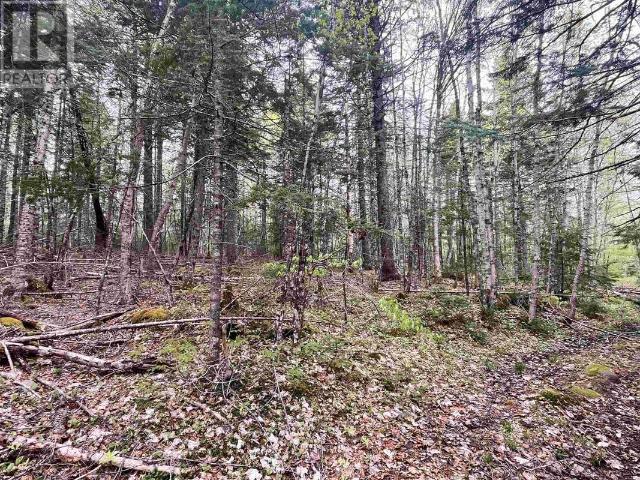 Lot VB1 Camp Lake Drive, New Ross, NS B0J2M0 Land For Sale | RE/MAX | 202513