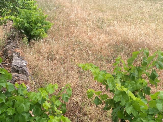 Lote de terreno rústico com a área total de 220m2, Salir, Algarve
