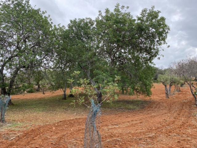 Lote de terreno rústico situado em zona muito tranquila, Boliqueime, Algarve