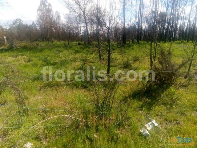 Lote de Terreno Venda em Silgueiros,Viseu | 26063350994