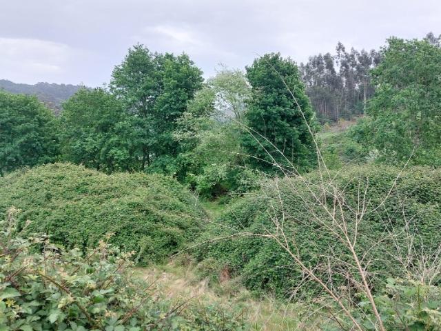 Lote Guilhofrei