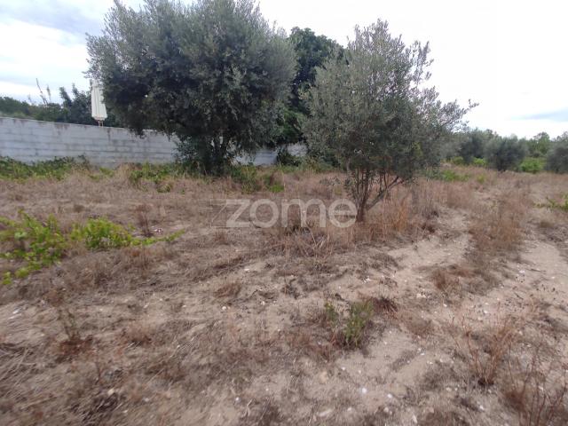 Lote Urbanizável no Vale do Dão – Oportunidade em Penalva do Castelo