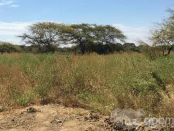 LOTE 1 HECTÁREA MÁNCORA