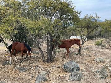 Lotes y Terrenos Melipilla | venta | Oportunidad! Terreno Ideal para Inversión 168915: clf 11900.00