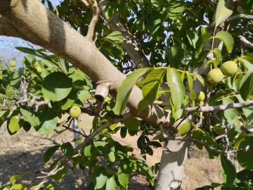 Lotes y Terrenos Mostazal | venta | Hermosa Parcela De Agrado En San Fco. Mostazal: CLP 67000. 00