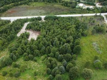 Lotes y Terrenos Aysen | venta | Parcela Km 8 Cruce Pangal de Ruta 240 Aysén 172856: CLP 48000. 00