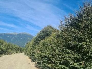 Lotes y Terrenos Aysen | venta | Vende parcela en sector rio alvarez comuna aysen: CLP 35000. 00