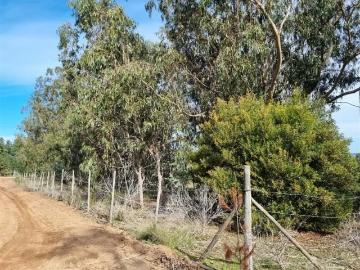 Lotes y Terrenos Algarrobo | venta | Las Dichas Algarrobo 100% Plana Con Vista Al Mar: CLP 80000. 00