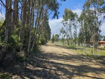 Lotes y Terrenos Algarrobo | venta | Oportunidad, parcela en lomaje suave, agua y luz, Algarrobo norte: CLP 57900. 00