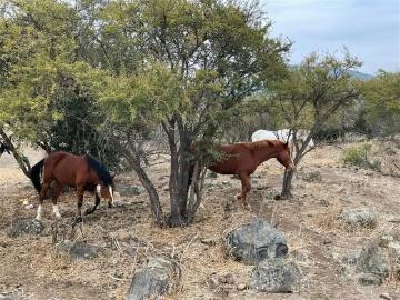 Lotes y Terrenos Alhué | venta | Campo de 70 HA en venta en Alhué. CLF 11900.00