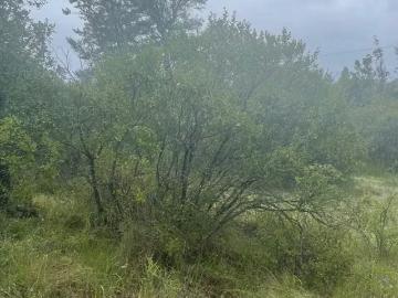 Lotes y Terrenos Antuco | venta | Parcela Antuco: CLP 15000. 00