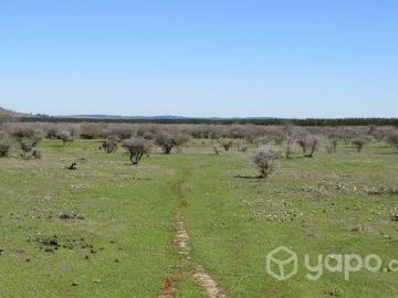 Lotes y Terrenos Cauquenes | venta | Sitio Cauquenes San Isidro: CLP 7500. 00