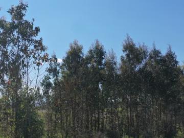 Lotes y Terrenos Chillán | venta | Parcelas a minutos del centro de Chillán planas rol propio: CLP 9990. 00