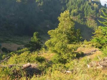 Lotes y Terrenos Cobquecura | venta | PARCELA Buchupureo: CLF 15500.00