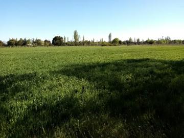 Lotes y Terrenos Coihueco | venta | PARCELA Sector Unión Cancha El Álamo/Camino Las Mariposas: CLP 42000. 00