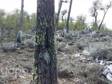 Lotes y Terrenos Coyhaique | venta | 2 hectareas: CLP 35000. 00