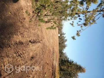 Lotes y Terrenos El Tabo | venta | Sitio y Terreno El Tabo Urbanizados: CLP 11900. 00