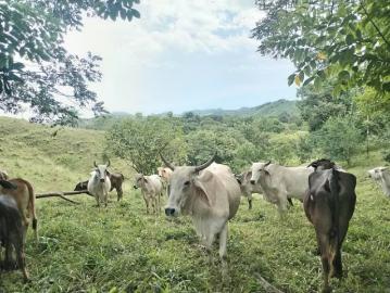 Lotes y Terrenos en Ocú | venta | FINCA DE 3.93 hectáreas en ocú, herrera – ideal para inversión, ganadería o proyecto campestre: usd 1100. 00