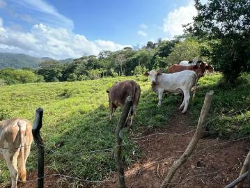 Lotes y Terrenos en Cañita | venta | Finca ganadera en venta en Cañita | 14.5 ha tituladas y económicas: USD 108750.00