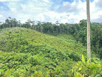 Lotes y Terrenos en Chepo | venta | Se vende finca en Cartí – 15 hectáreas: USD 80000.00
