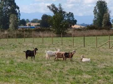 Lotes y Terrenos Longaví | venta | Parcelas planas a 15 minutos de Longavi, hasta 60 cuotas: CLP 14990. 00