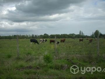 Lotes y Terrenos Los Ángeles | venta | Arriendo para siembra: CLP 100000.00