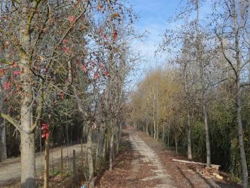 Lotes y Terrenos Paine | venta | PARCELA Condominio Liquidámbar Juan Pablo II Camino Chada: CLF 3950.00