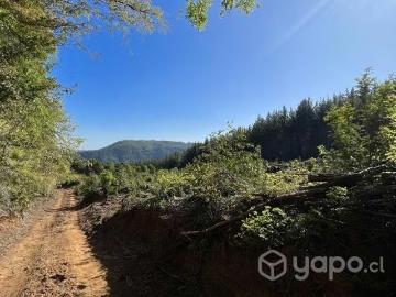 Lotes y Terrenos Pinto | venta | Vendo una hectárea Camino a Termas de Chillán: CLP 33000. 00