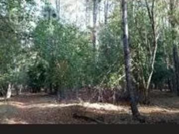 Lotes y Terrenos Quilleco | venta | Linda parcela de 5.7 ha en quilleco: CLP 40000. 00